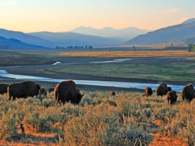 Yellowstone