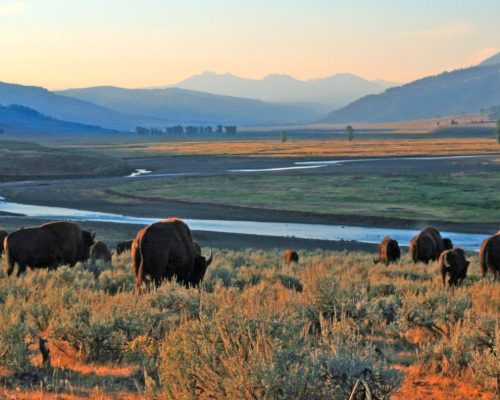 Yellowstone